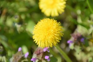 Flowering dandelions in the clearing. Meadow with dandelions. photo