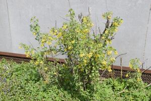 floración grosella arbusto oro. foto