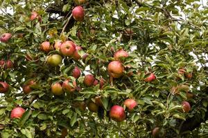 manzana huerta. filas de arboles y el Fruta de el suelo debajo t foto