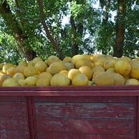 Yellow watermelon in the cart photo