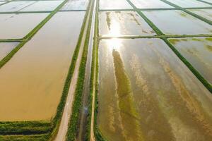 The rice fields are flooded with water. Flooded rice paddies. Agronomic methods of growing rice in the fields. photo