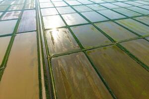 The rice fields are flooded with water. Flooded rice paddies. Agronomic methods of growing rice in the fields. photo