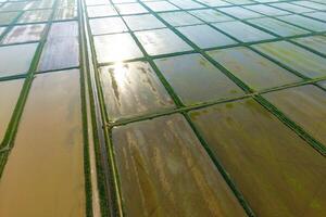 The rice fields are flooded with water. Flooded rice paddies. Agronomic methods of growing rice in the fields. photo