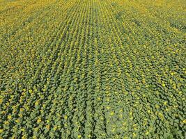Field of sunflowers. Top view. photo