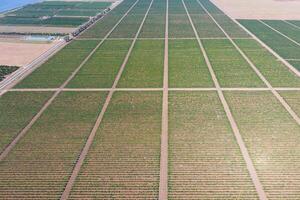 Grape orchards bird's-eye view. Vine rows. Top view of the garden photo