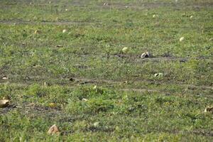An abandoned field of watermelons and melons. Rotten watermelons. Remains of the harvest of melons. Rotting vegetables on the field. photo