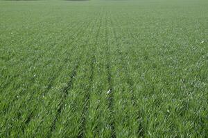 Spring winter wheat field photo