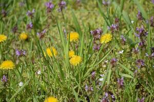 Flowering dandelions in the clearing. Meadow with dandelions. photo