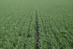 Spring winter wheat field photo