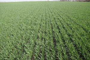 Spring winter wheat field photo