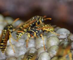 Wasp nest with wasps sitting on it. Wasps polist. The nest of a photo