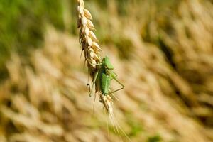 Isophya. Grasshopper is an isophy on a wheat spikelet. photo