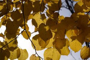 Yellow leaves of linden against the sky and the backlight. Autumn background from leaves of a linden. Yellow autumn leaves photo