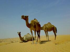 Camels in the desert photo