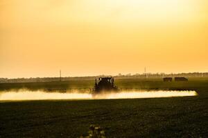 tractor with the help of a sprayer sprays liquid fertilizers on young wheat in the field. photo