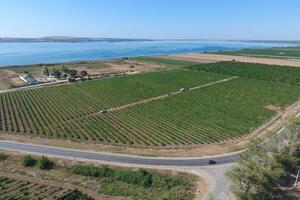 Grape orchards bird's-eye view. Vine rows. Top view on the garden on a background of the estuary, village and sky photo