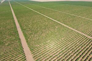 Grape orchards bird's-eye view. Vine rows. Top view of the garden photo