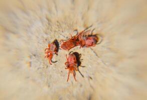 Arthropod mites on the ground. Close up macro Red velvet mite or photo