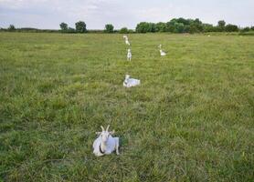 Goats grazing in the meadow photo