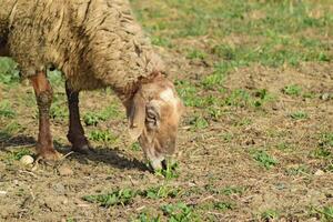 Sheep in the pasture photo