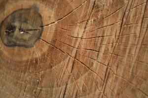 The sawn tree and its year rings photo