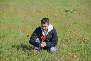 A man in a jacket on a field of tulips. Glade with tulips. A man is tearing tulips in a bouquet photo