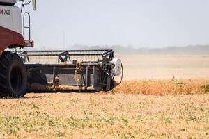 cosecha chícharos con un combinar segador. cosecha chícharos desde el campos. foto