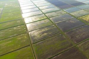 The rice fields are flooded with water. Flooded rice paddies. Agronomic methods of growing rice in the fields. photo