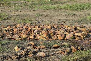 muchísimo de podrido sandías pelar de melón. un abandonado campo de sandias y melones podrido sandías permanece de el cosecha de melones podrido vegetales en el campo. foto