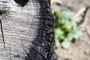 Ant running through the charred stump photo