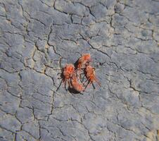 Close up macro Red velvet mite or Trombidiidae photo