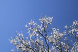 Spring flowering trees. Pollination of flowers of apricot. Blooming wild apricot in the garden photo