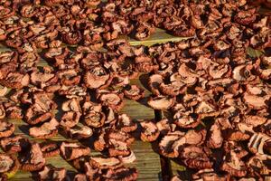 Dried fruits are dried on a wooden board. Dried apples, cut into slices photo