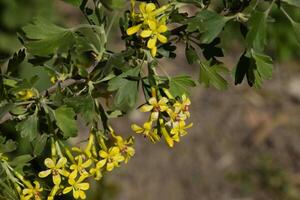 floración grosella arbusto oro. foto