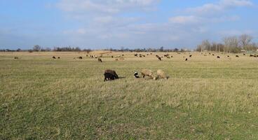 Sheep in the pasture photo