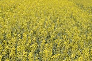 Rapeseed field. Background of rape blossoms. Flowering rape on the field. photo