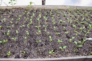 plántulas de pimienta. pimienta en invernadero cultivo. plántulas foto