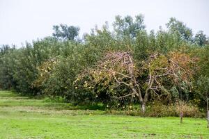 Apple orchard. Rows of trees and the fruit of the ground under the trees photo