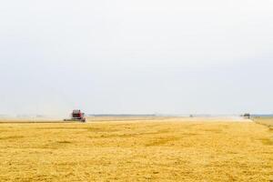 Harvesting wheat with a combine harvester. photo