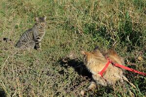 Mainecoon cat, Giant maine coon cat. Breeding of purebred cats at home photo