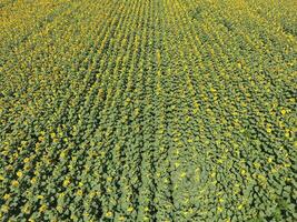 Field of sunflowers. Top view. photo