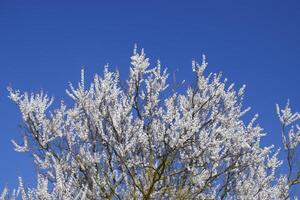 Spring flowering trees. Pollination of flowers of apricot. Bloom photo