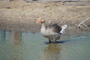 The gray goose is domestic. Homemade gray goose. Homemade geese in an artificial pond photo