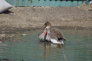 The gray goose is domestic. Homemade gray goose. Homemade geese in an artificial pond photo