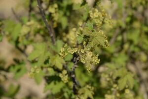 Flowers of red currant in spring on a stalk. photo