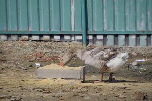 The gray goose is domestic. A domestic goose is food. photo