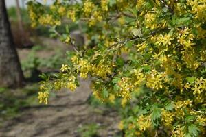 floración grosella arbusto oro. foto
