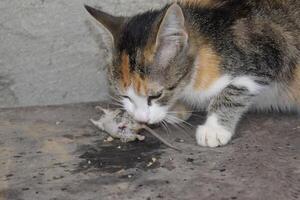 el gato atrapado el ratón. el gato come el atrapado ratón. hogar cazador foto