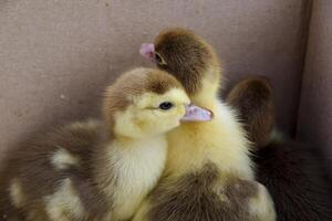 Ducklings of a musky duck photo