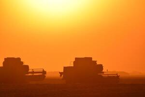 Harvesting by combines at sunset. photo
